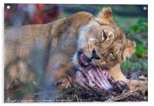 Female Lion - Having Ribs  Acrylic by Darren Wilkes