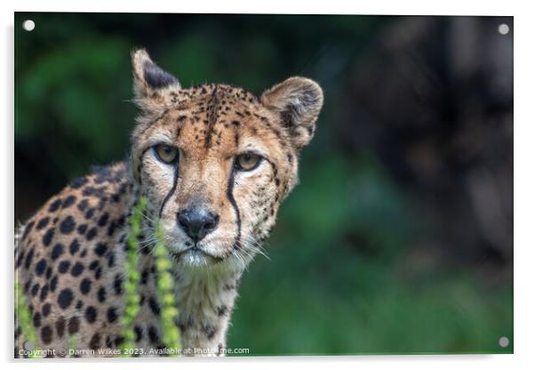 Female Cheetah Watching For Danger Acrylic by Darren Wilkes