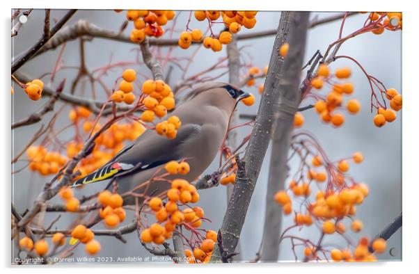 Bohemian Waxwings - Rhuddlan - North Wales  Acrylic by Darren Wilkes