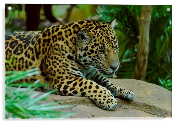 Jaguar King of the Jungle Acrylic by Darren Wilkes