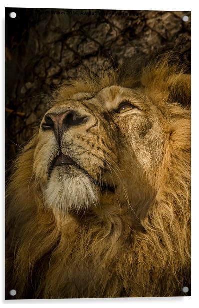 Asiatic Lion Portrait Acrylic by Darren Wilkes
