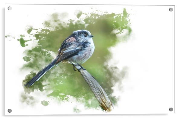 Delicate Beauty LongTailed Tit Acrylic by Darren Wilkes