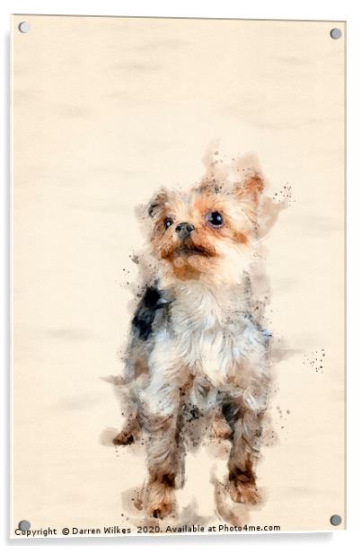 Yorkshire Terrier Acrylic by Darren Wilkes