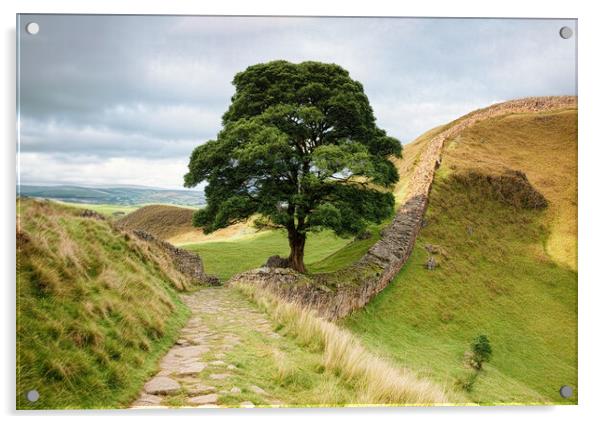 The famous sycamore gap at Hadrians wall Acrylic by Guido Parmiggiani