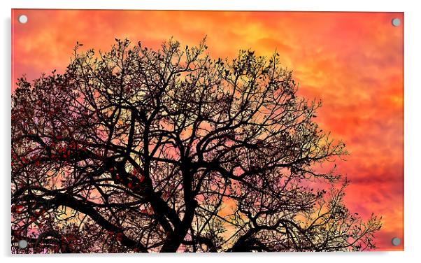 Sunset in the branches Acrylic by Guido Parmiggiani