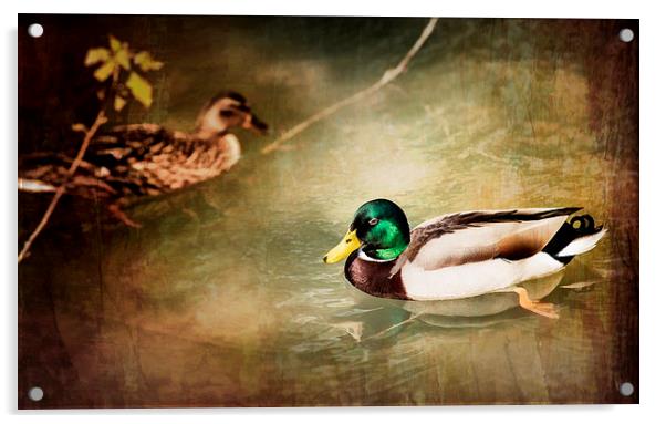 Ducks Acrylic by Guido Parmiggiani