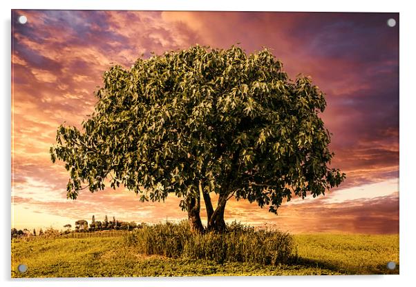 Evening Repose beneath the Fig Tree Acrylic by Guido Parmiggiani