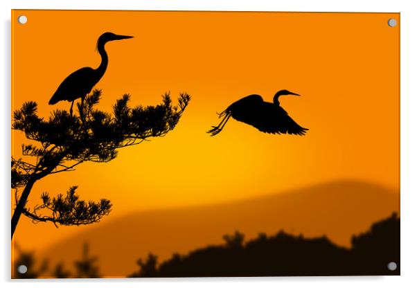 herons at sunset Acrylic by Guido Parmiggiani