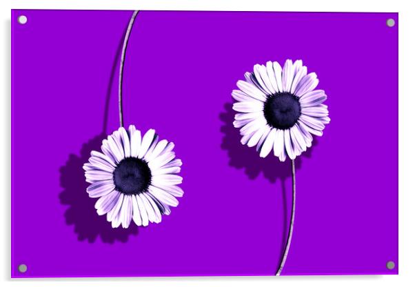Plant flower, purple composition Acrylic by Guido Parmiggiani