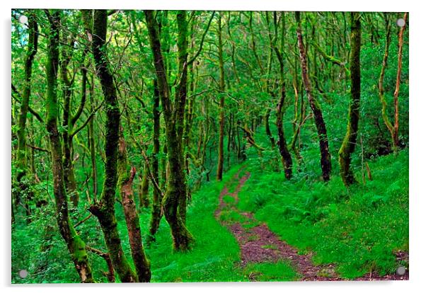 Serene walk in the woods Acrylic by Spenser Davies