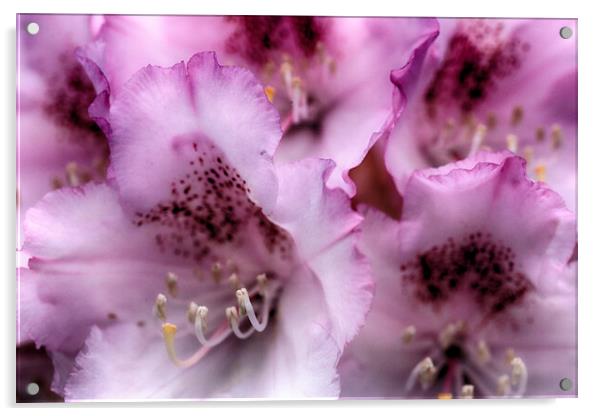 Rhododendron flowers Acrylic by Ceri Jones