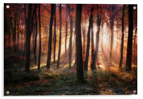 Autumn Morning Woodland Light Acrylic by Ceri Jones