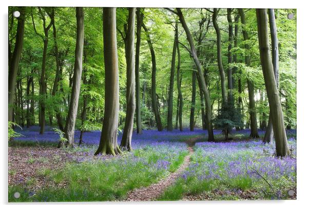 Bluebell Path Acrylic by Ceri Jones