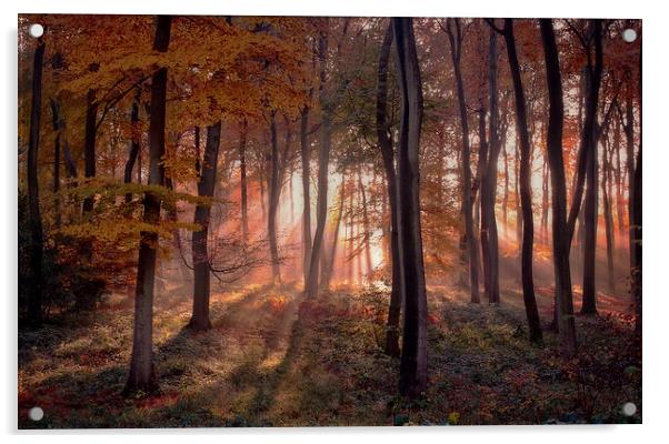 Golden Autumn Light Acrylic by Ceri Jones