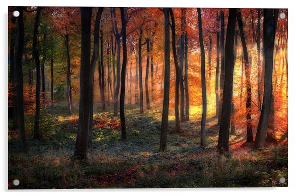 Woodland Golden Dawn Acrylic by Ceri Jones