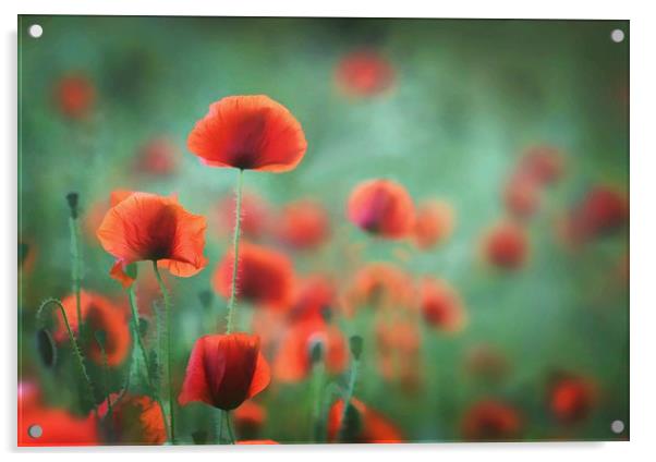 Photo-Art - Summer Poppies Acrylic by Ceri Jones