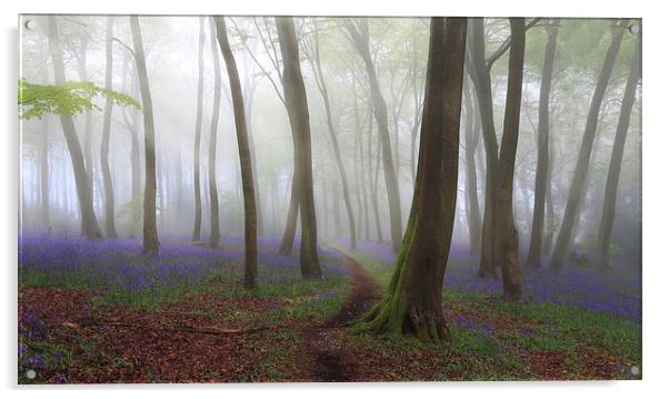 Bluebell Path in Misty Woodlands Acrylic by Ceri Jones
