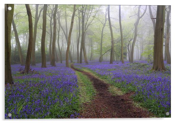 Misty Bluebell Woods Acrylic by Ceri Jones