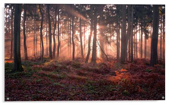 Woodland Sunrise Acrylic by Ceri Jones