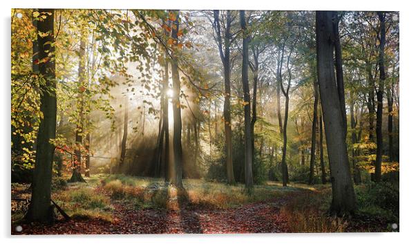  Morning Misty Woods Acrylic by Ceri Jones