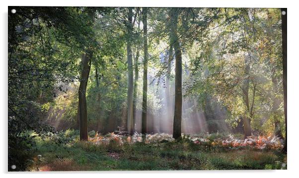  Summer Morning Woods Acrylic by Ceri Jones