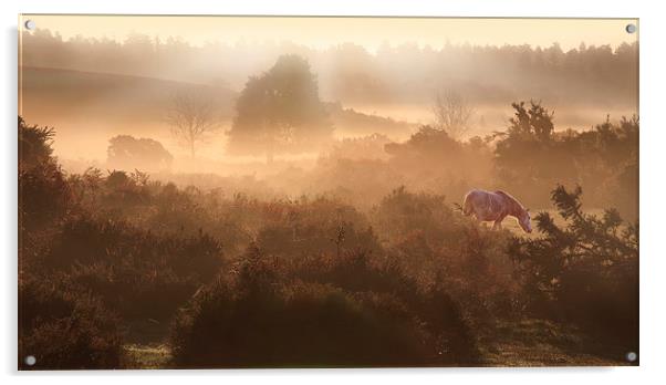  New Forest Dawn Acrylic by Ceri Jones