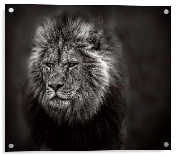  The Old Lion Acrylic by Ceri Jones