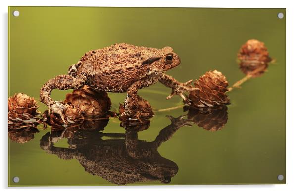  Common European Toad Acrylic by Ceri Jones