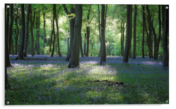  Spring Bluebell Woods Acrylic by Ceri Jones