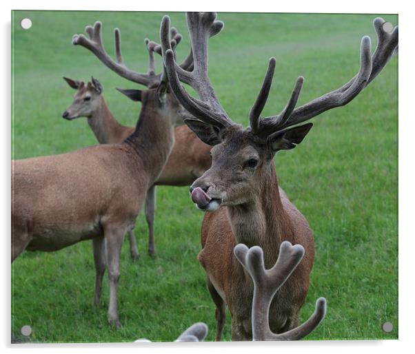  Red Deer Stag Acrylic by Ceri Jones