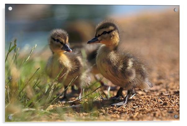  Ducklings Acrylic by Ceri Jones