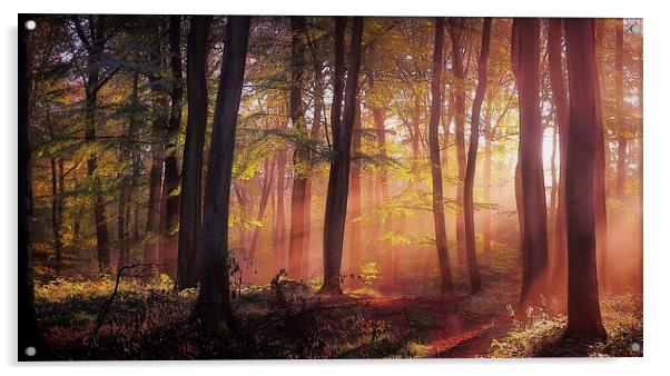  Morning Woodland Light Acrylic by Ceri Jones