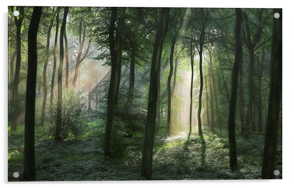  Summer Woodland Light Acrylic by Ceri Jones