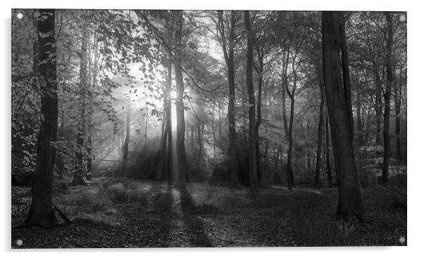  Misty Morning Woodlands B&W Acrylic by Ceri Jones