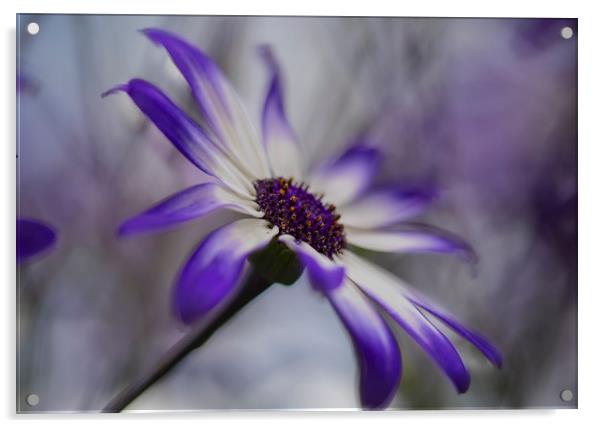 Senetti Flower Acrylic by Ceri Jones