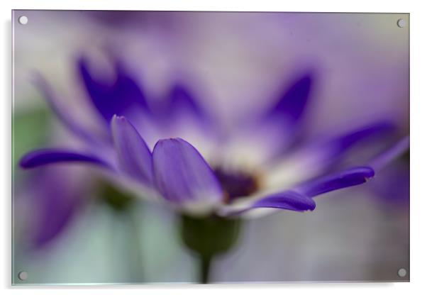 Senetti Flower Acrylic by Ceri Jones