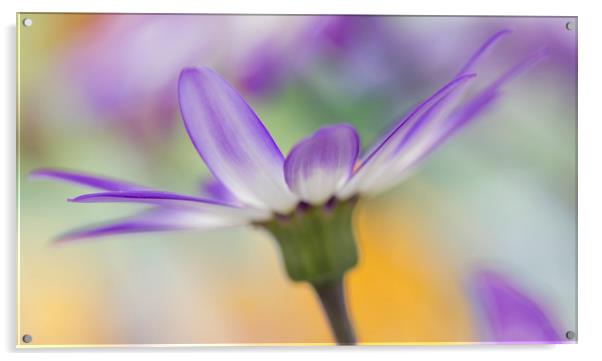 Senetti Flower Acrylic by Ceri Jones