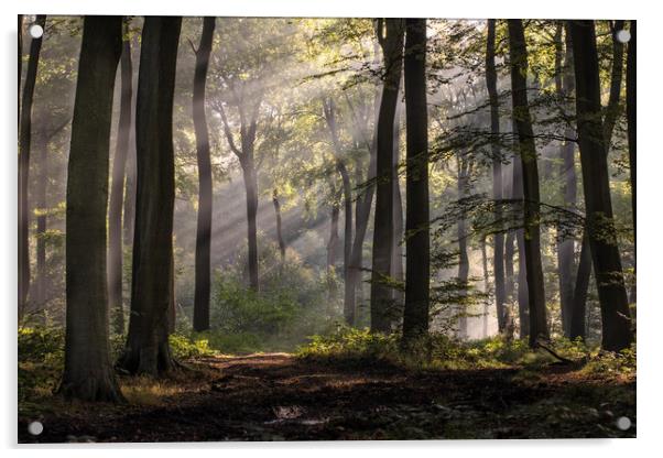 October Morning Woodlands Acrylic by Ceri Jones