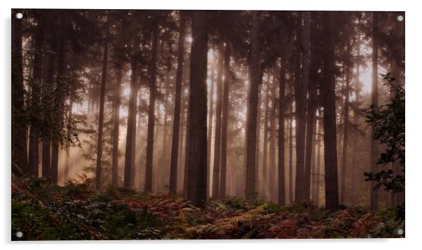 Morning Pine Woodlands Acrylic by Ceri Jones