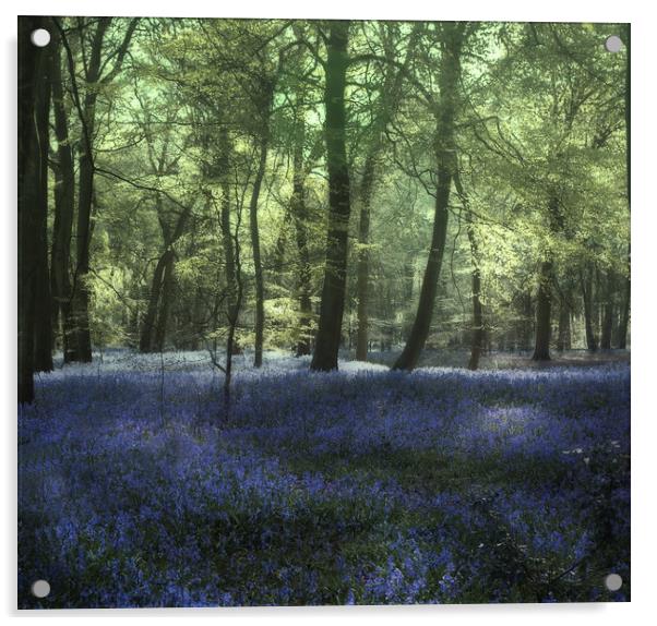 Evening Bluebell Woods Acrylic by Ceri Jones