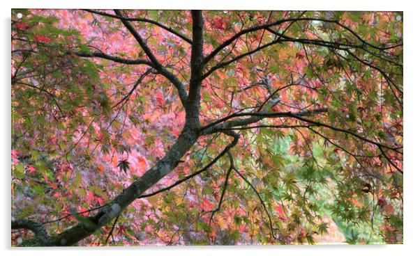 Autumn Leaves Acrylic by Ceri Jones