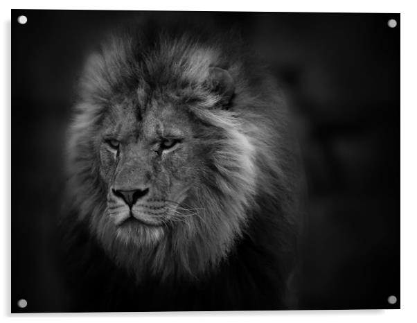 The Lion Acrylic by Ceri Jones