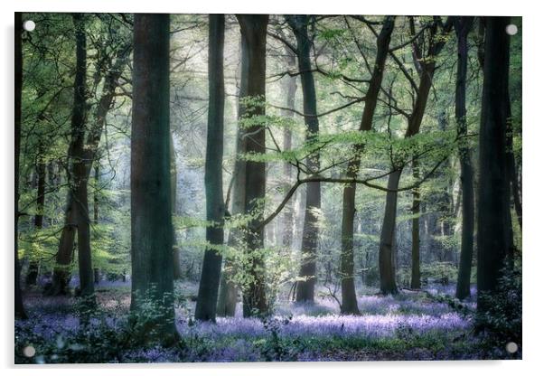 Morning Bluebells Acrylic by Ceri Jones