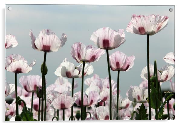 Poppies Acrylic by Ceri Jones