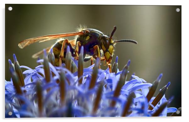Wasp on Flower Acrylic by Ceri Jones
