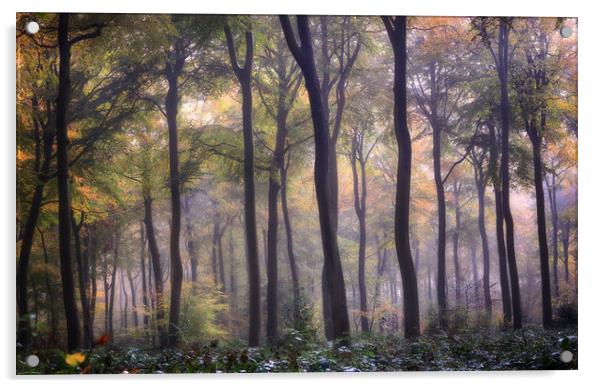 Autumn Beech Woodlands Acrylic by Ceri Jones