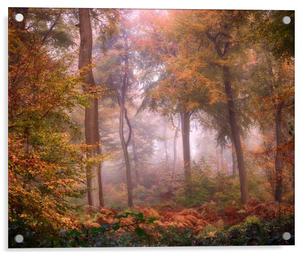 Misty Woodlands Acrylic by Ceri Jones