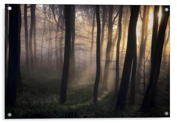 Woodland Dawn Acrylic by Ceri Jones