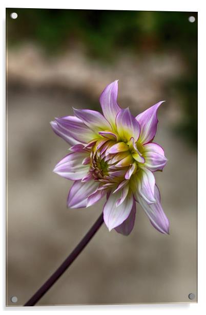 Pink and Green Dahlia Acrylic by Ceri Jones