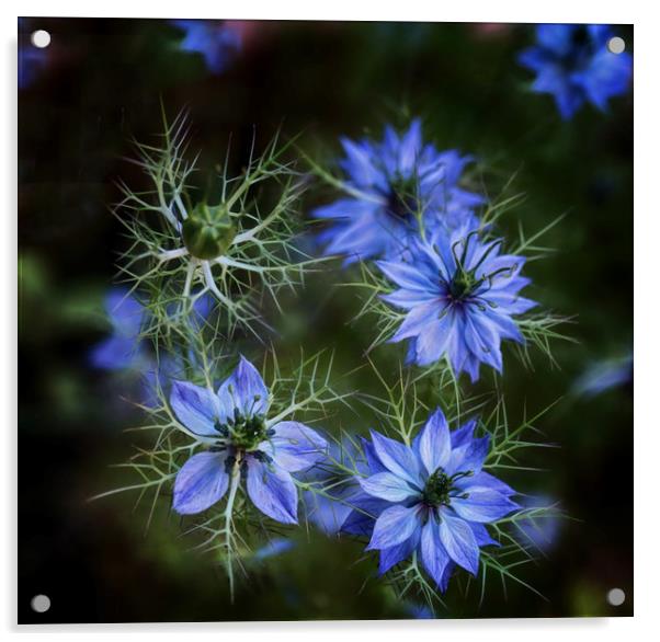 Nigella Flowers Acrylic by Ceri Jones